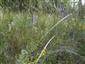 Pseudolysimachion spicatum so Stipa borysthenica v NPR Čenkovská lesostep